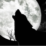 wolf gang insane