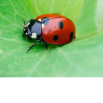 Ladybugs United!