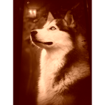 Wolf Group...(･–･)