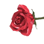 Rose's are beaut