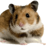 ur mom is a hamster