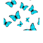 The butterfly’s squad qts