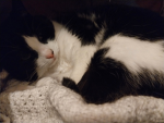 Shadow's Kitty Group
