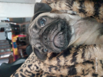 Ugg ch ushery