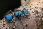 Ant Colony<3
