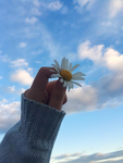 [-flowrgarden-]