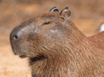 •CapybaraOfficial Club•