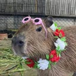 RO_Capybara Team