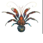 Coconut crab-코코넛 크랩