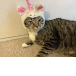 FatCatNations