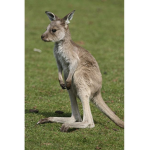 KangaROO's :3