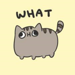 Kitty-Cats