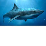SHARK SQUAD! CHOCOLATE
