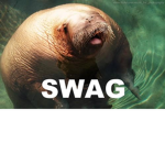 walrus tribe