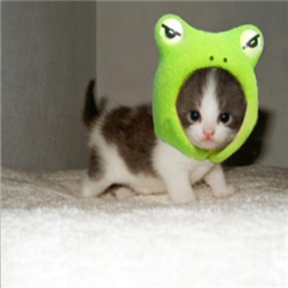 cats Roblox decal