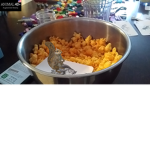 squirrel and cheese popcorn