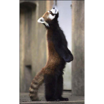 ~Mystical Red Pandas~