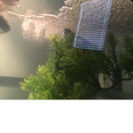 Big foot my turtle