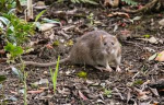 Willar Rat Studios