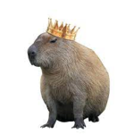 Capybara kingdom :)