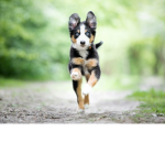 PUPPY PUPPY PUPPY I LOVE PUPPYS