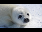 TheSadSeals