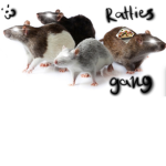 Ratties gang