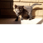 KITTYPOO SQAUD