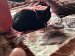 The cats group can you please follow if you love c