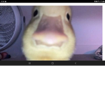 Army of ducksss