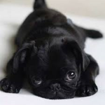 da pug club :)