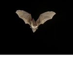 The Bats.