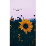 SUNFLOWER_YELLOWAR