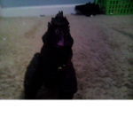 The Old Blox