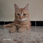 Le gang de chat