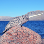 Narwhals are very good