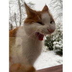 Braterstwo Klopsika