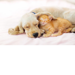 Dogs and cat are the best