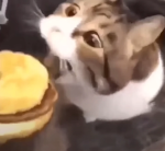 cheeseburger cat