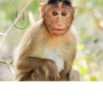 Monkey Natlon.