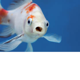 fishy meeting game