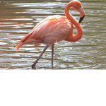 Flamingos are my specialty