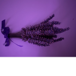 The_Lavendersss