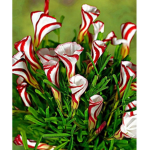 Candy cane village