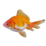 Fishy Family