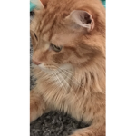 Meow Meow Woof Woof