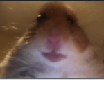 HaMsTeR TeAm group