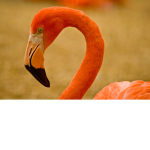 FLAMINGO FAN CLUB FOR PEOPLE WHO LIKE FLAMINGO