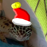 Gecko Hangout!