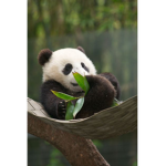 Join if you love pandas or red pandas